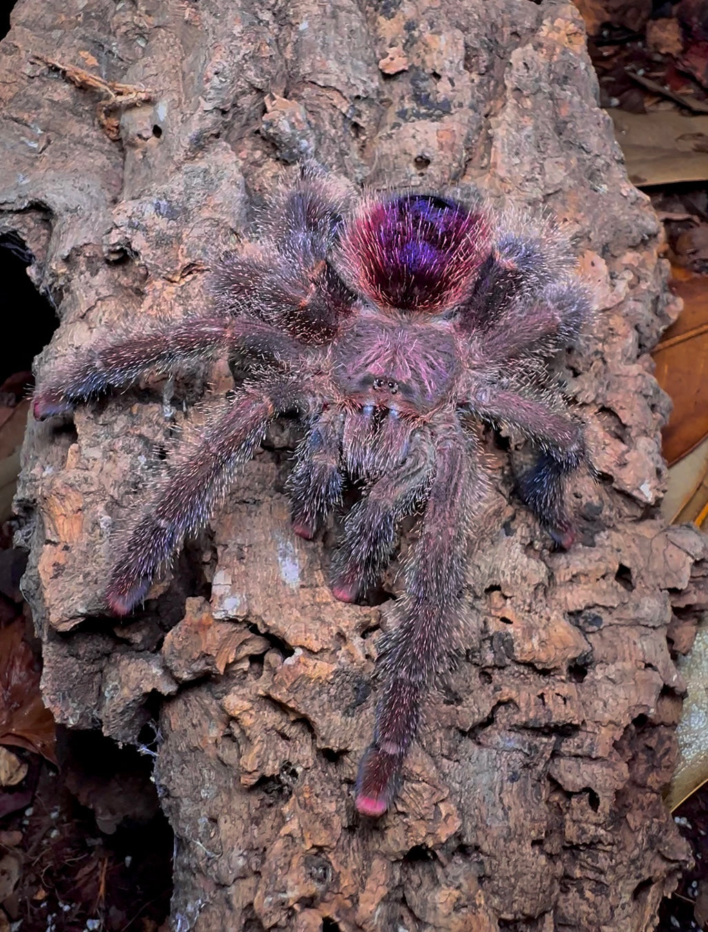 Avicularia Bicegoi - Goliath Fuzzy Pink Toe - For Sale!