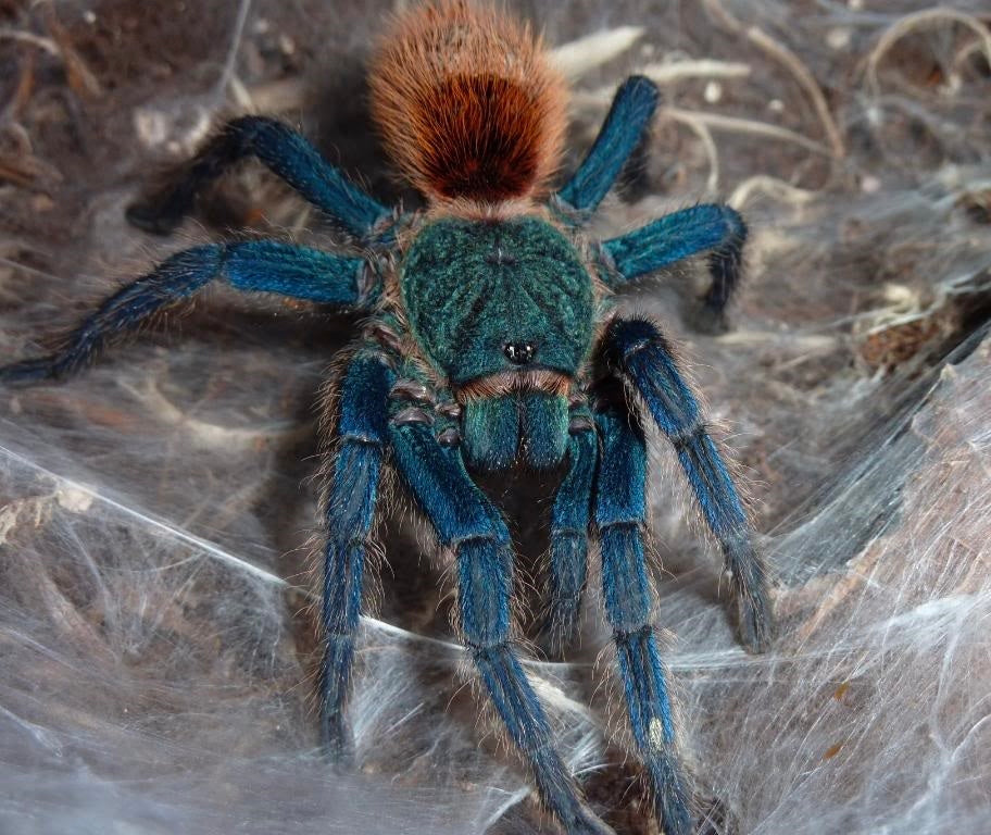 GBB (Green Bottle Blue tarantula) Adult female for sale 