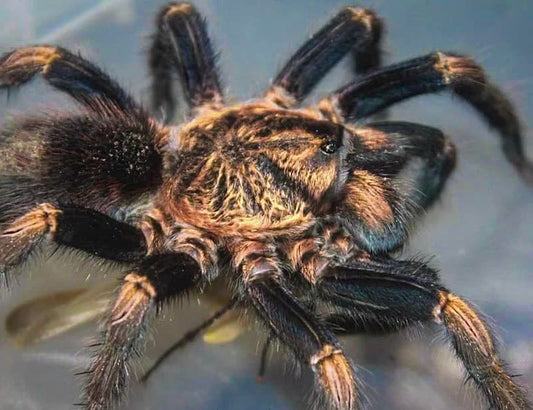 Theraphosidae sp. Black Gold adult female tarantula 