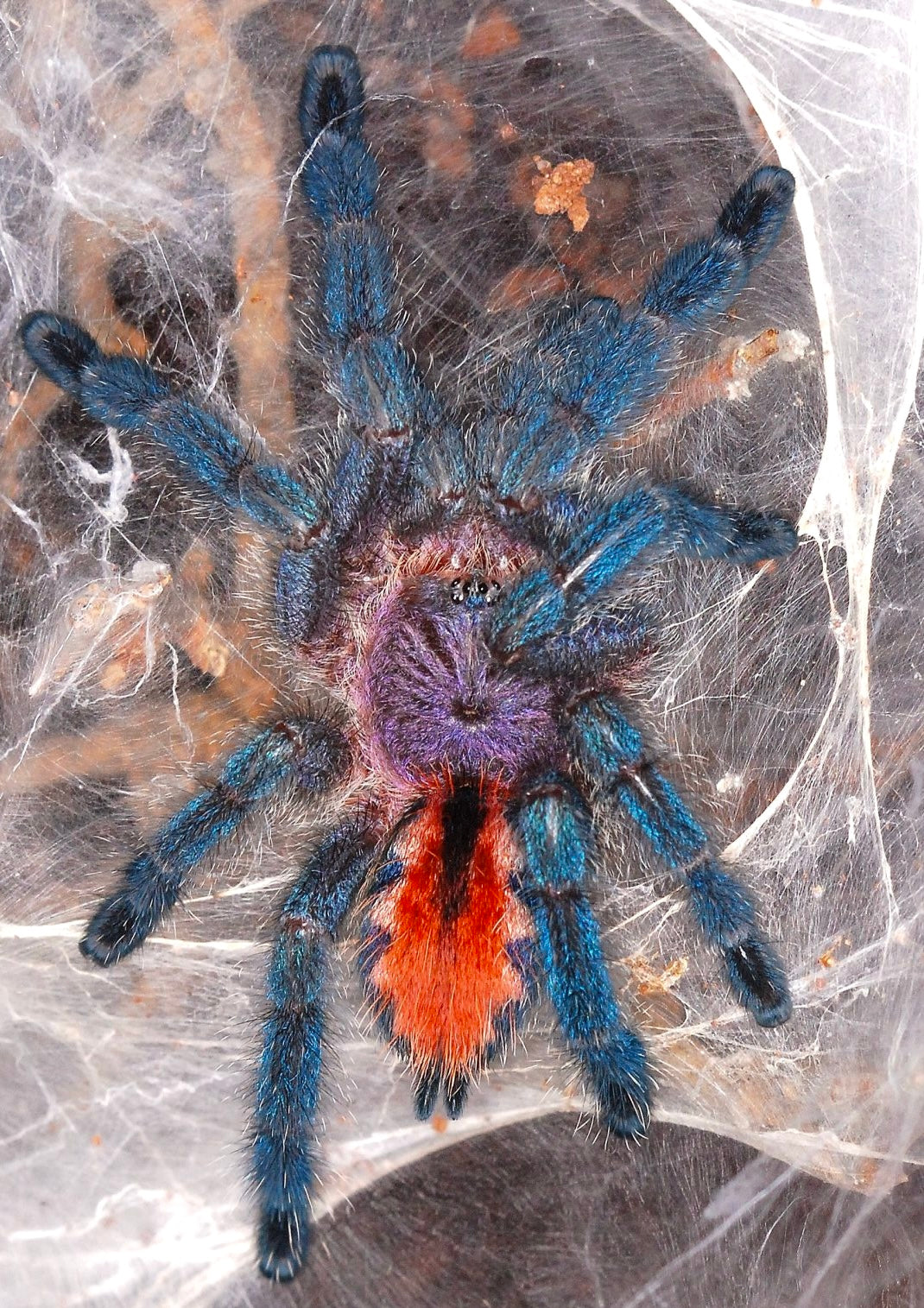 Pachistopelma bromelicola Young juvenile tarantula on its web 