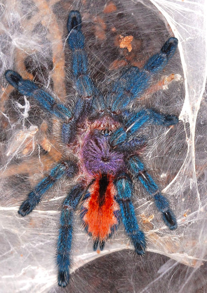 Pachistopelma bromelicola Young juvenile tarantula on its web 