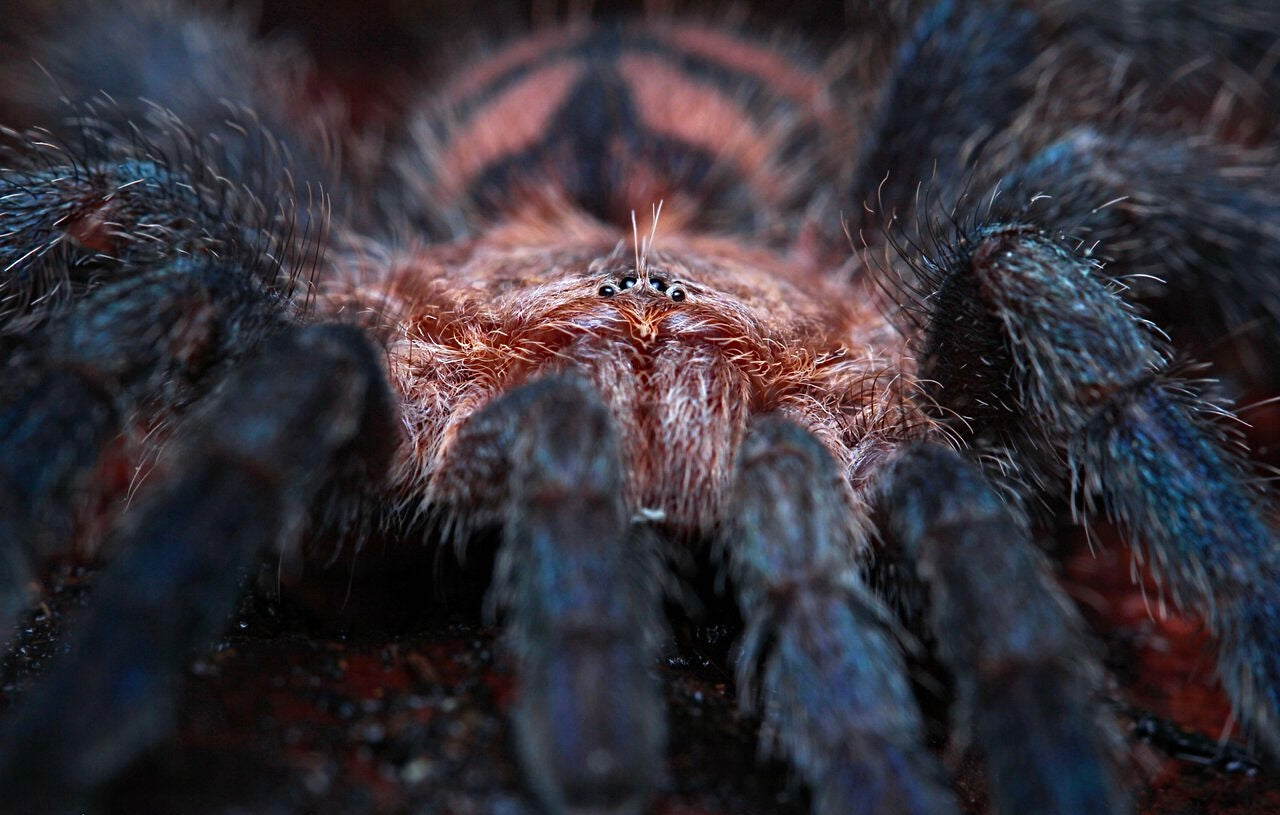 Front view Pachistopelma bromelicola tarantula close up 