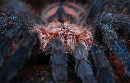 Front view Pachistopelma bromelicola tarantula close up 