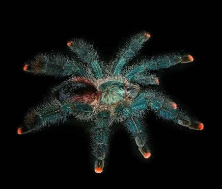 Avicularia sp. Boa Vista Tarantula for sale 