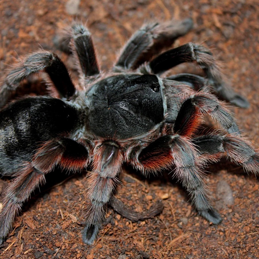 Giant Tarantulas! – Page 2 – Westside Tarantulas