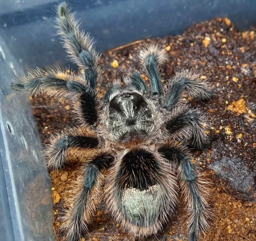 Grammostola Grossa - Brazilian Silver Bird-Eater - For Sale