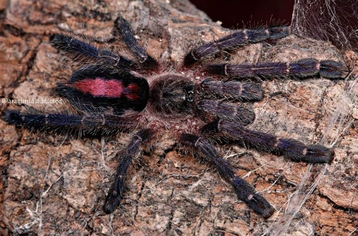 Ybyrapora gamba tarantula - The purple diamond pinktoe