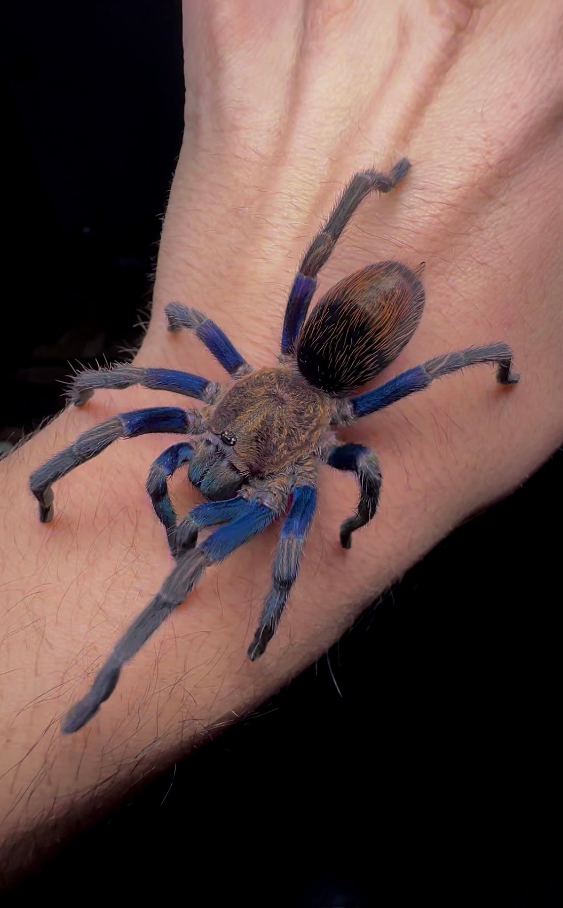 Thrixopelma sp. Blue and Gold tarantula on hand 