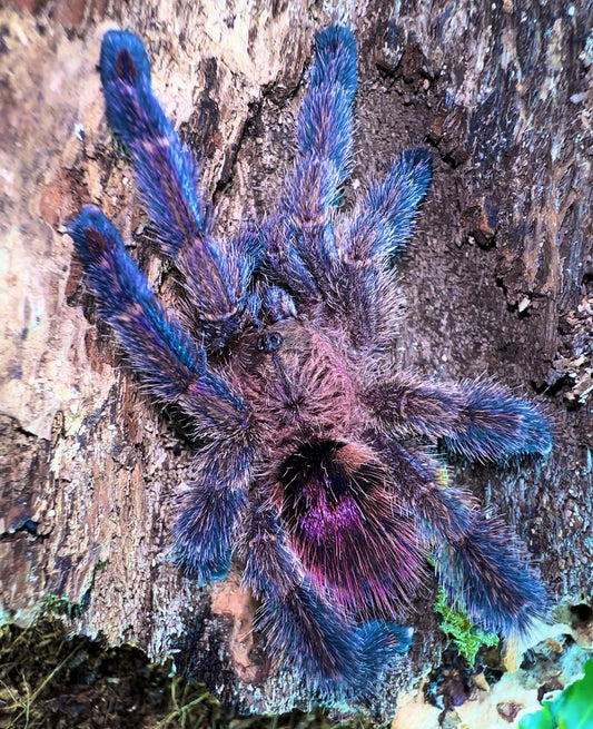 Ybyrapora divercipes - Amazon Sapphire PinkToe - For Sale! (Adult Female close up) 