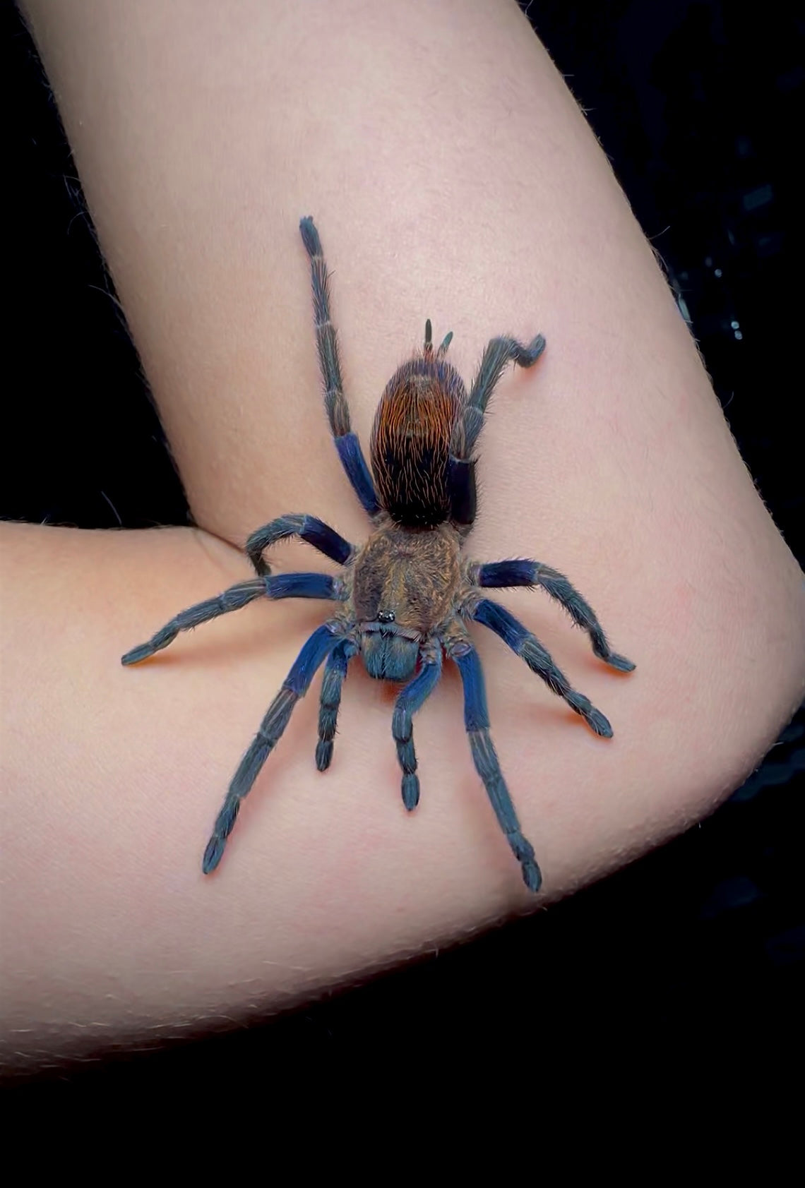 Peruvian golden blue tarantula on elbow- young adult female for sale 