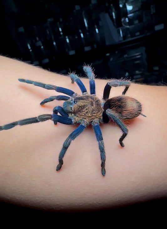 🎁 Free With Orders 575+ - Thrixopelma sp. Blue Gold - 1.5+ inch 2 yr old!