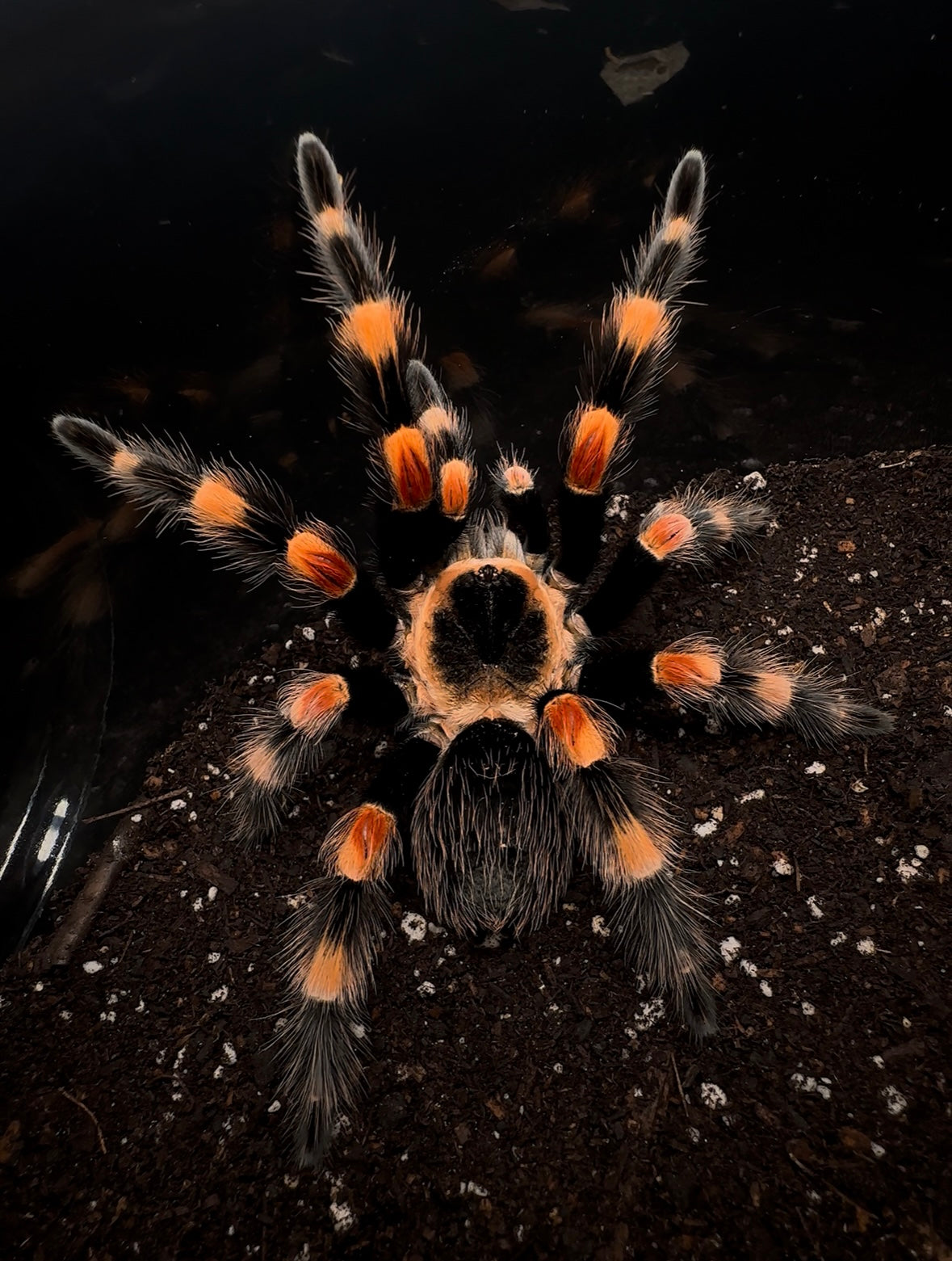 Giant Mexican Red Knee Tarantula - big orange tarantula 