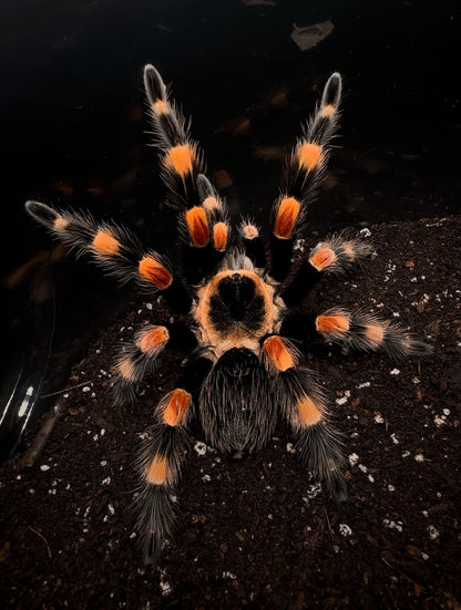 Giant Mexican Red Knee Tarantula - big orange tarantula 