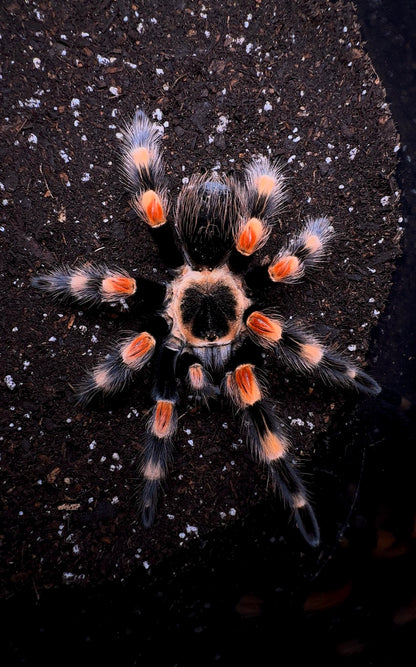 Brachypelma smithi - Giant Mexican Red Knee Pure bloodline 