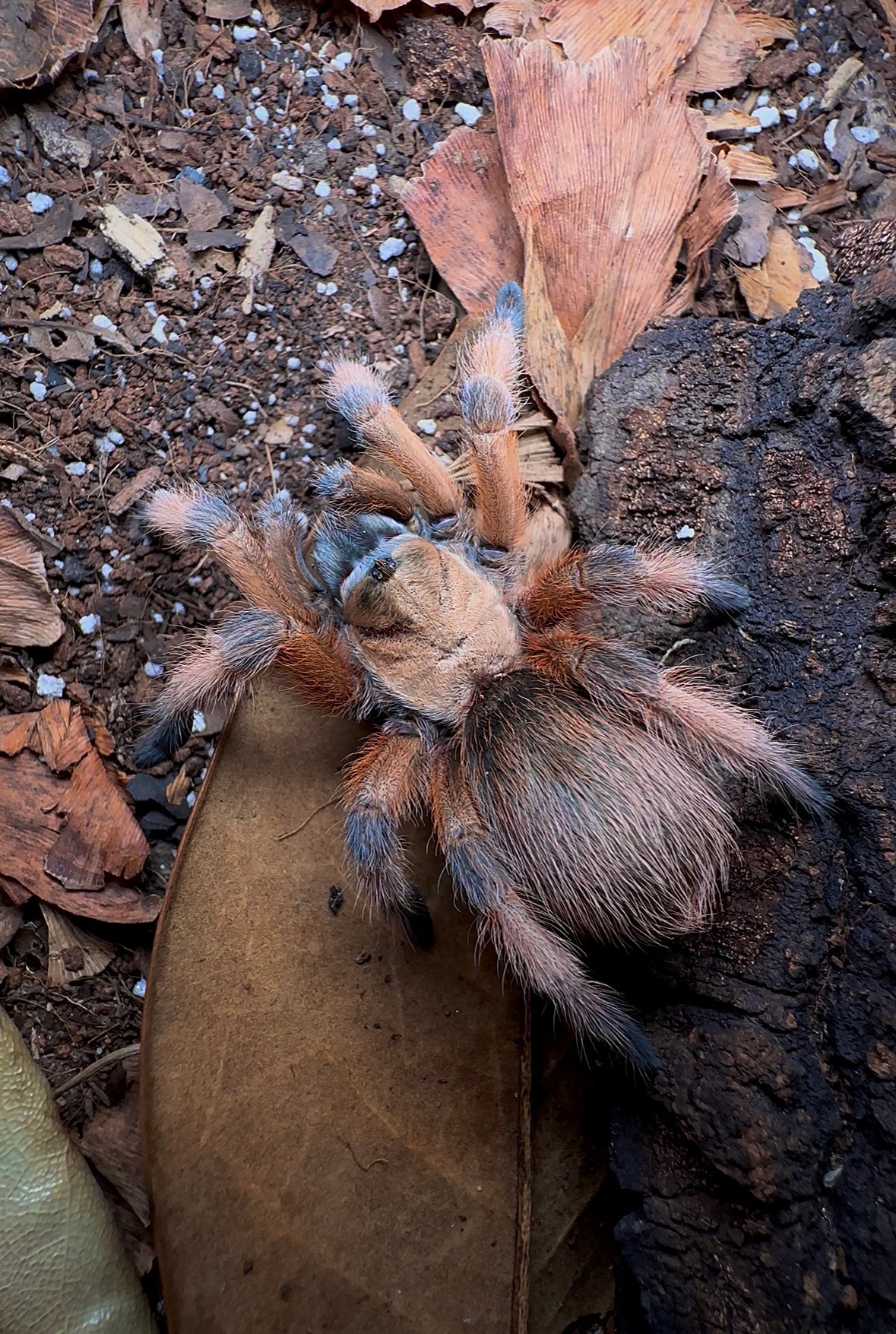 Rio Grande Gold Tarantula for sale 