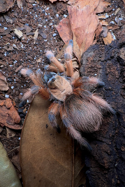 Rio Grande Gold Tarantula for sale 