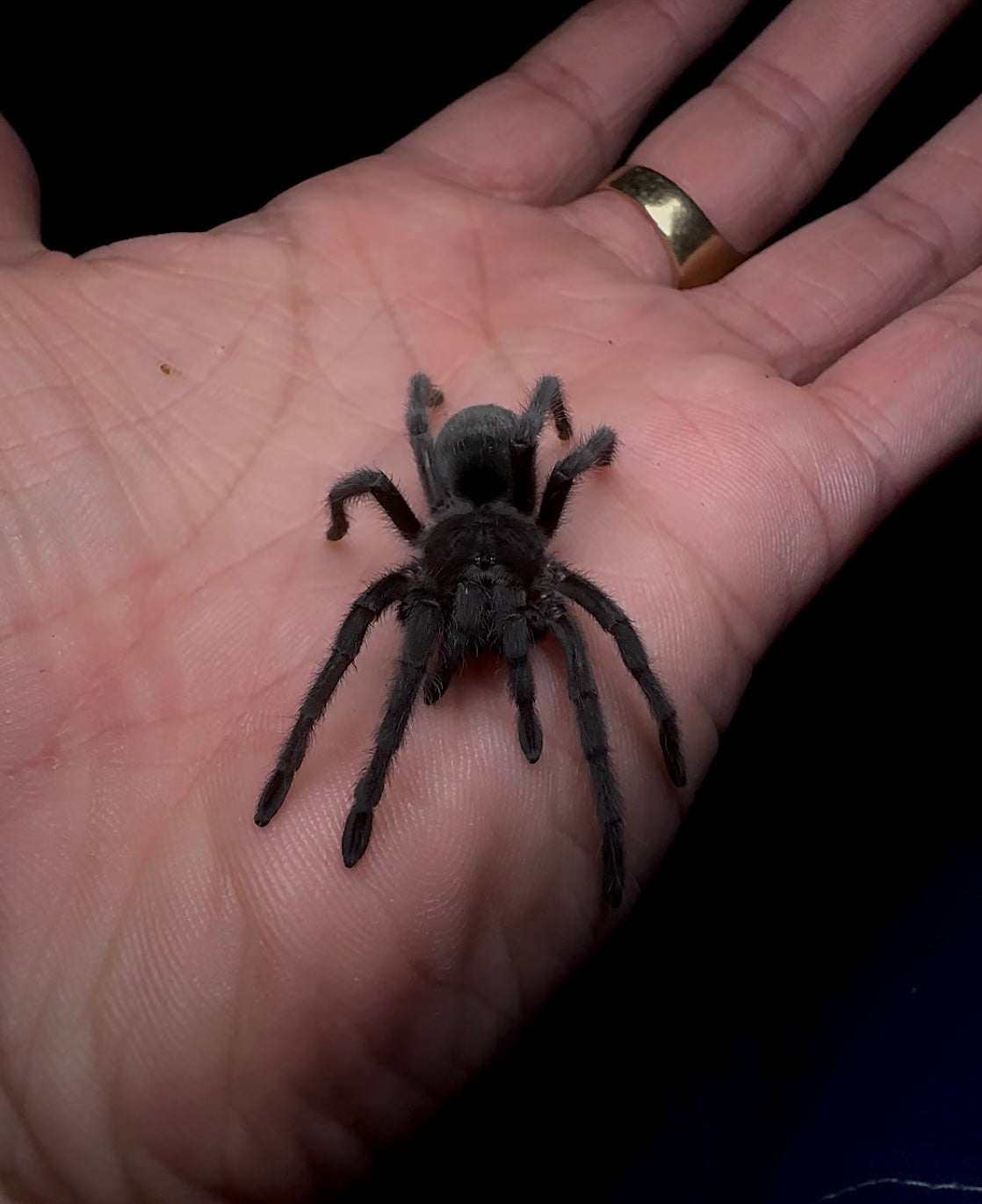 Grammostola pulchra - Brazilian Black - Adult Female For Sale