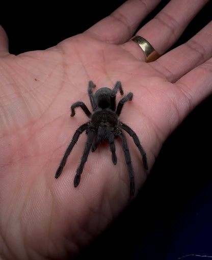 Grammostola pulchra - Brazilian Black - Adult Female For Sale