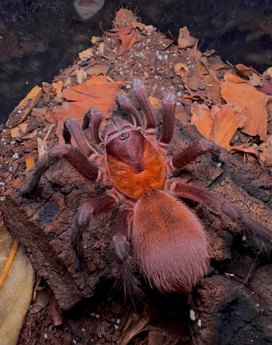 Citharacanthus Cyaneus - Orange violet Maksed Tarantula Adult female! 