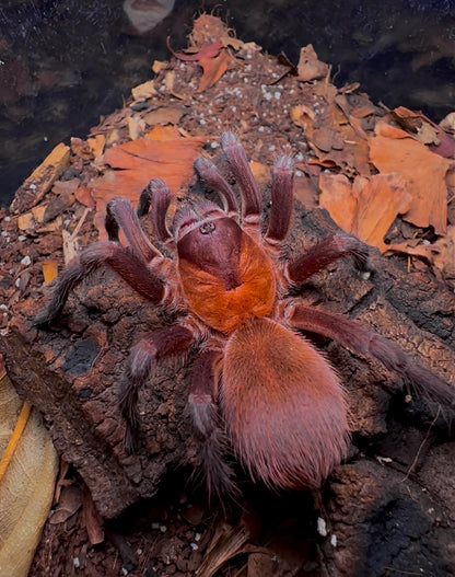 Citharacanthus Cyaneus - Orange violet Maksed Tarantula Adult female! 