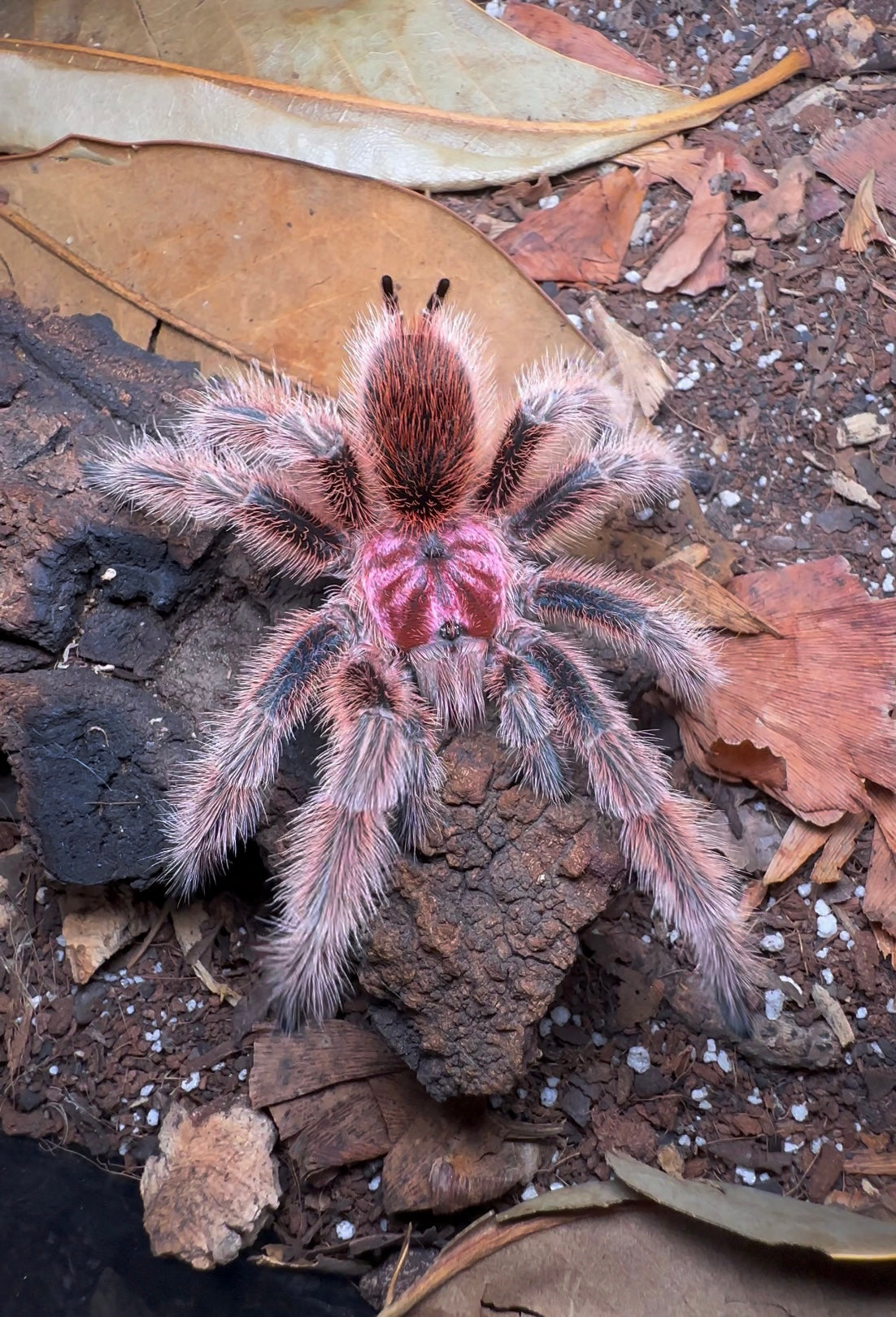 Grammostola rosea RCF tarantula for sale 
