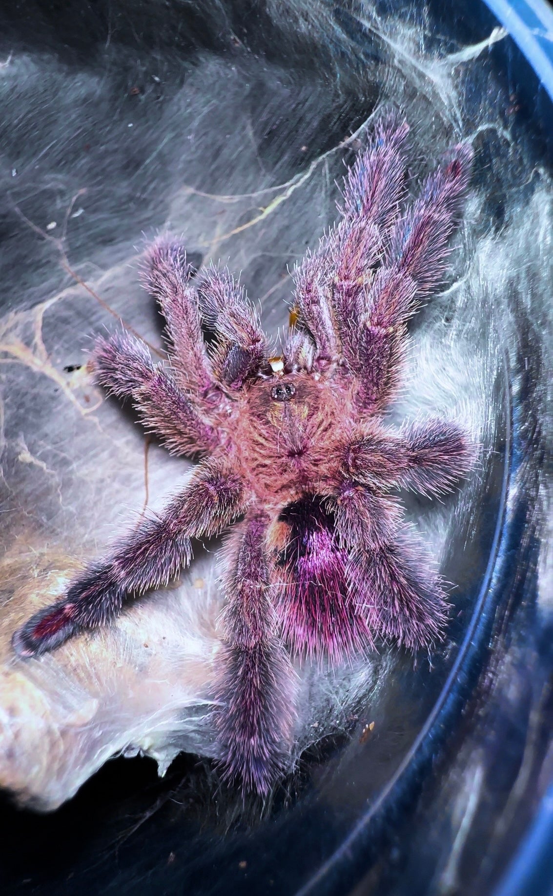 Juvenile Ybyrapora divercipes - Amazon Sapphire PinkToe - eating a cockroach 