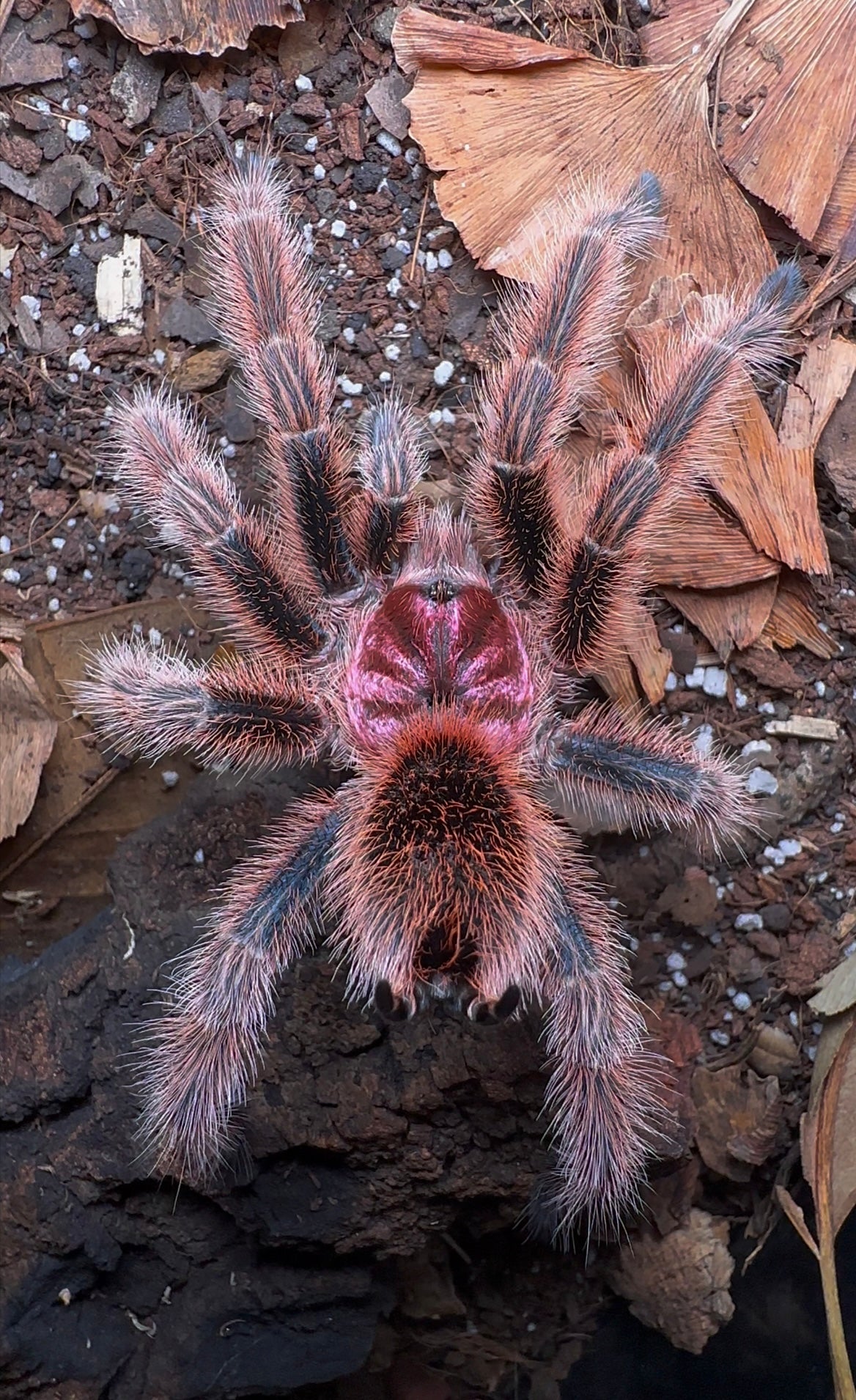 Gammostold rosea tarantula - rose pink tarantula on leaf litter 