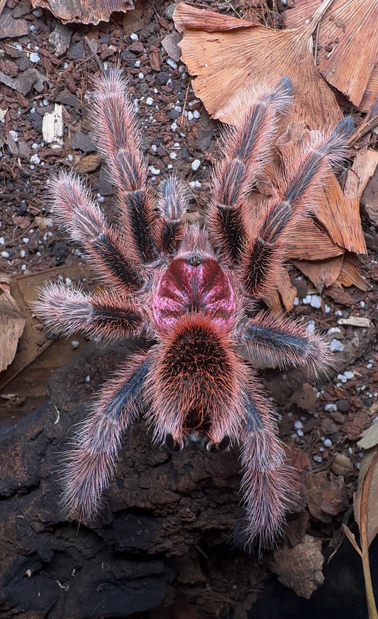 Gammostold rosea tarantula - rose pink tarantula on leaf litter 
