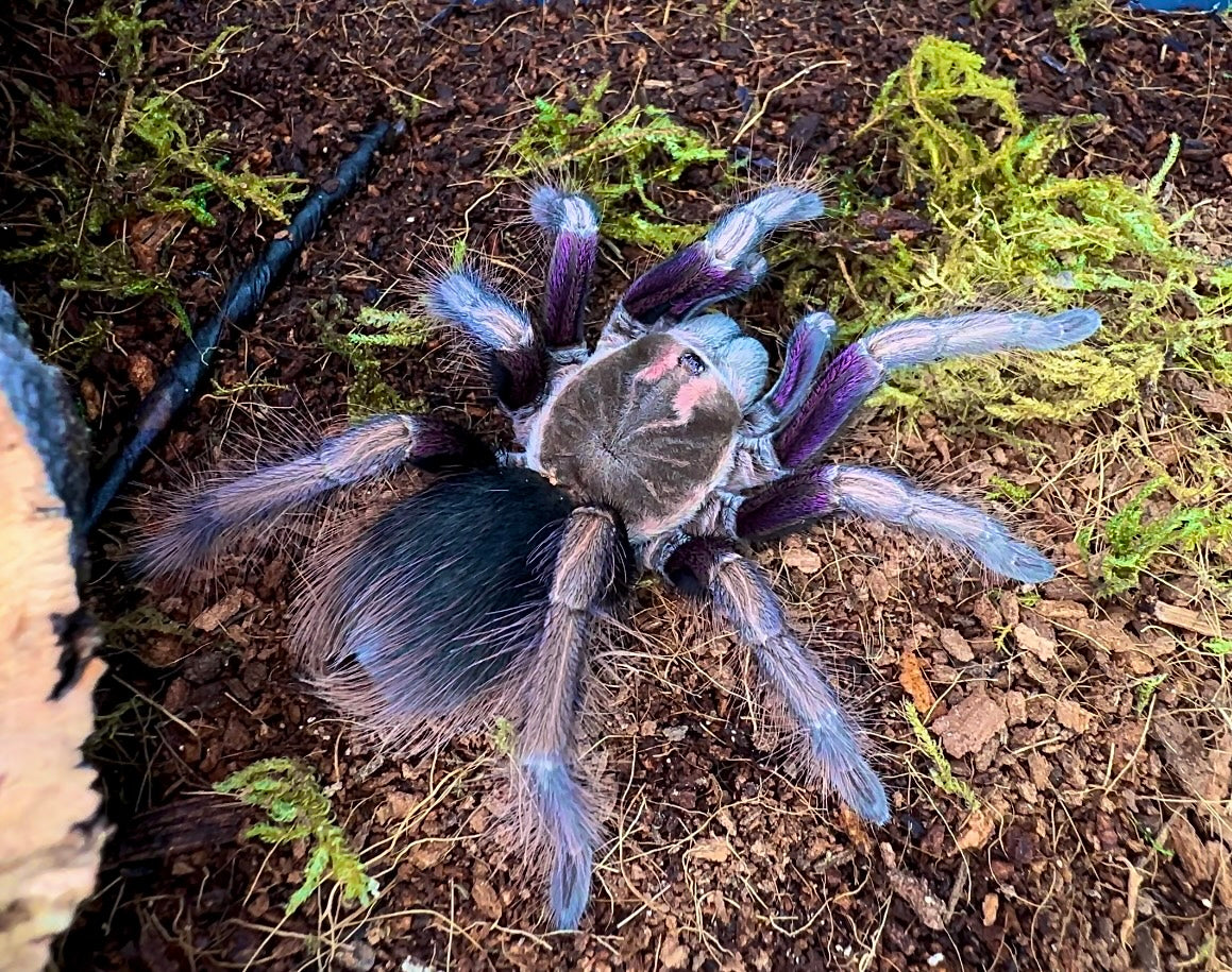 Pamphobeteus ultramarinus tarantula close up front side. Natural gradient with green moss background 