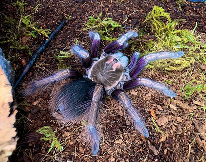 Pamphobeteus ultramarinus tarantula close up front side. Natural gradient with green moss background 