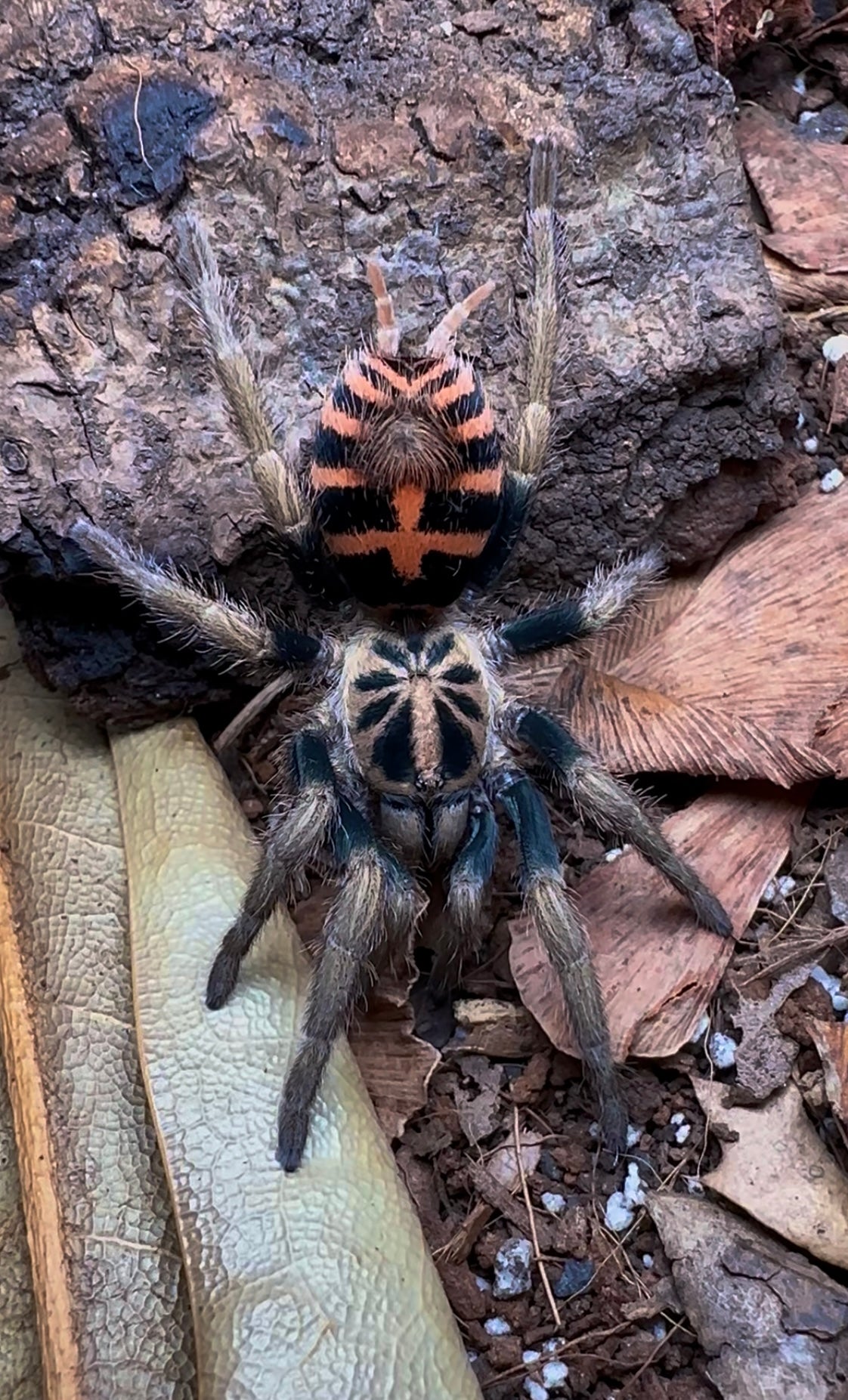 Davus sp. chiapas - Frozen Flame Tiger Rump - Extremely Rare