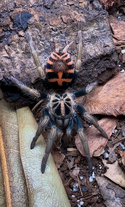 Davus sp. chiapas - Frozen Flame Tiger Rump - Extremely Rare