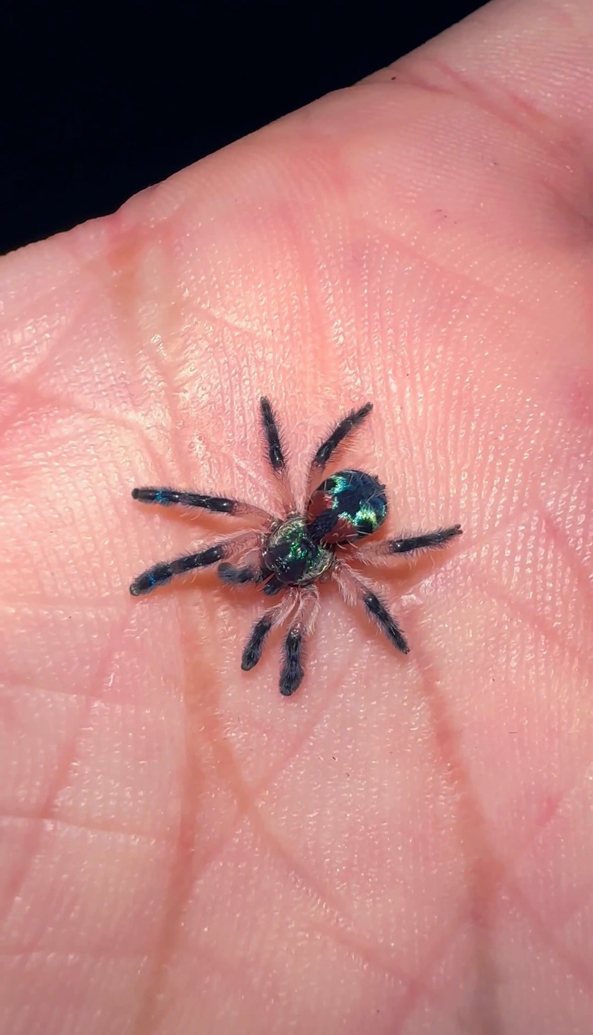 Brazilian Jewel Tarantula - Typhochlaena seladonia - Female For Sale