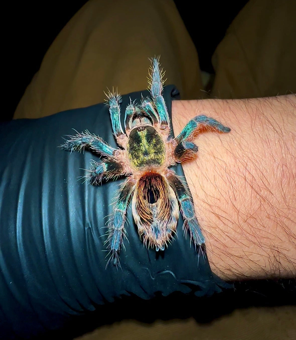 Euathlus Blue Tigre Azul young adult female tarantula! Blue Euathlus species 