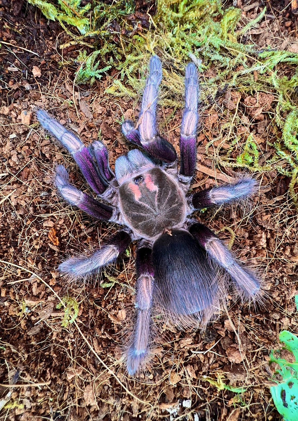 Pamphobeteus ultramarinus adult female tarantula on coconut fiber 