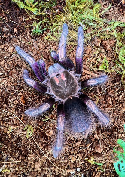 Pamphobeteus ultramarinus adult female tarantula on coconut fiber 