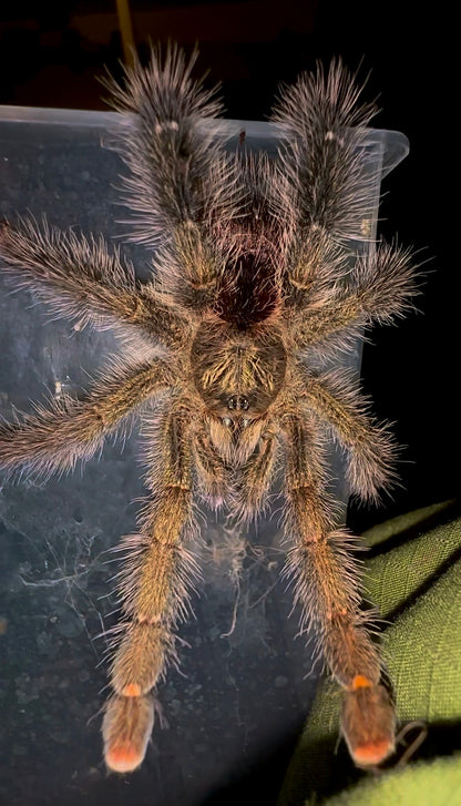Avicularia aurantiaca – The Golden Pink Toe - For Sale!