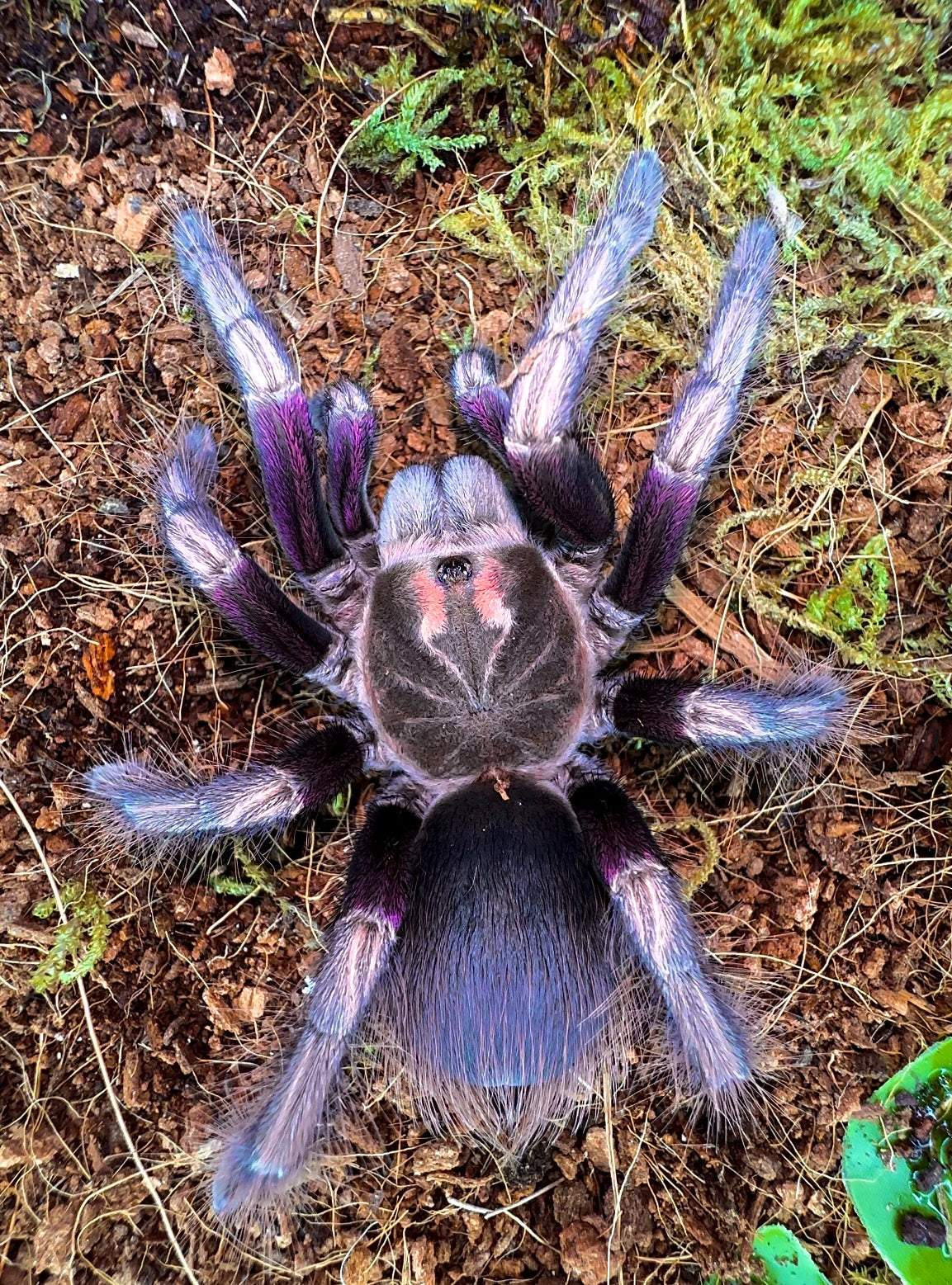 Pamphobeteus ultramarinus adult female tarantula for sale. Close up 