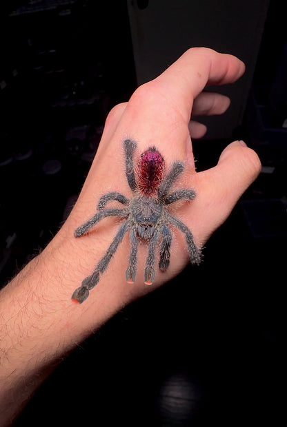 Peru purple pink toe tarantula juvenile female for sale 