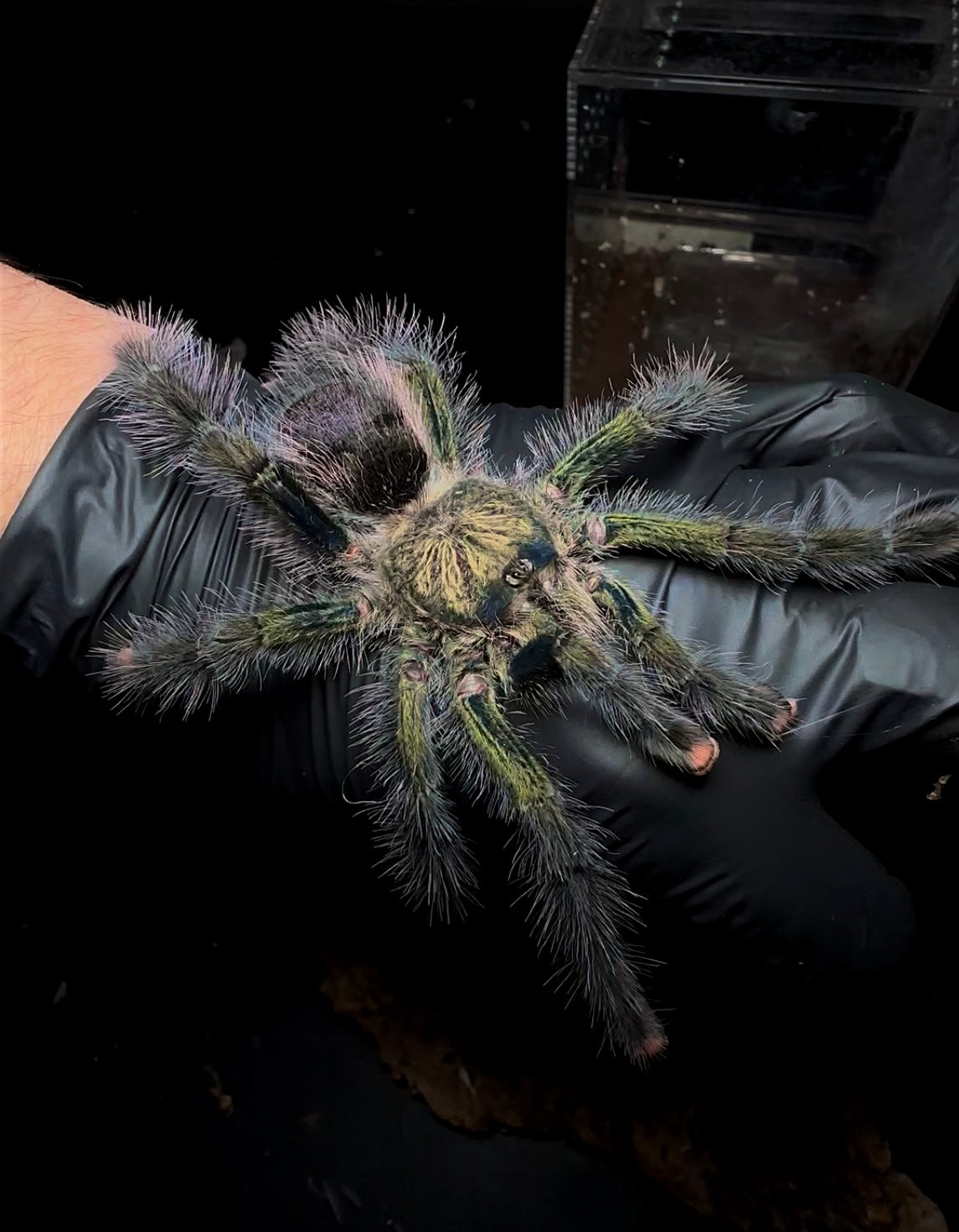 Avicularia Ulrichea - Green Dream Pink Toe - Adult Female