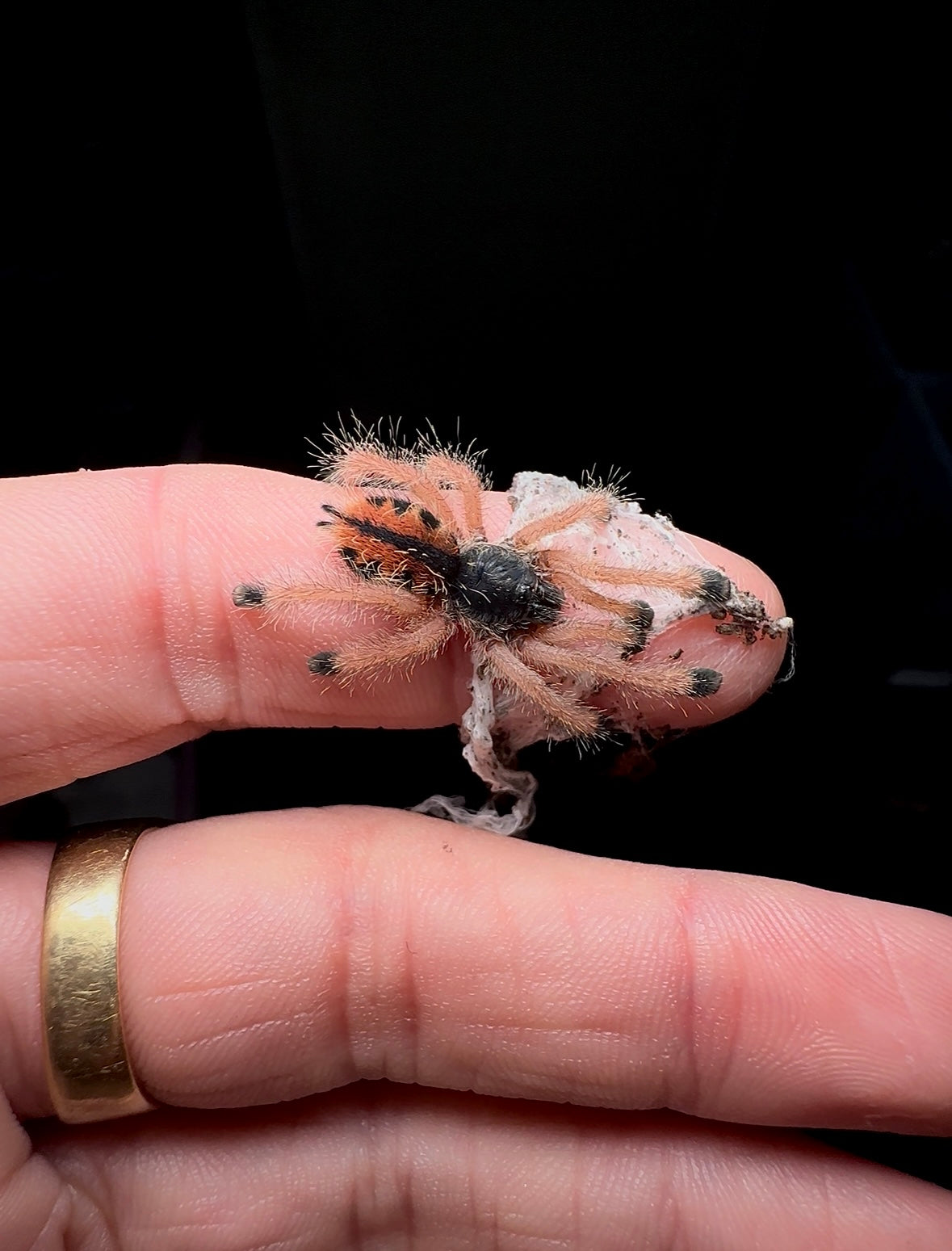 Boa Vista PinkToe juvenile 