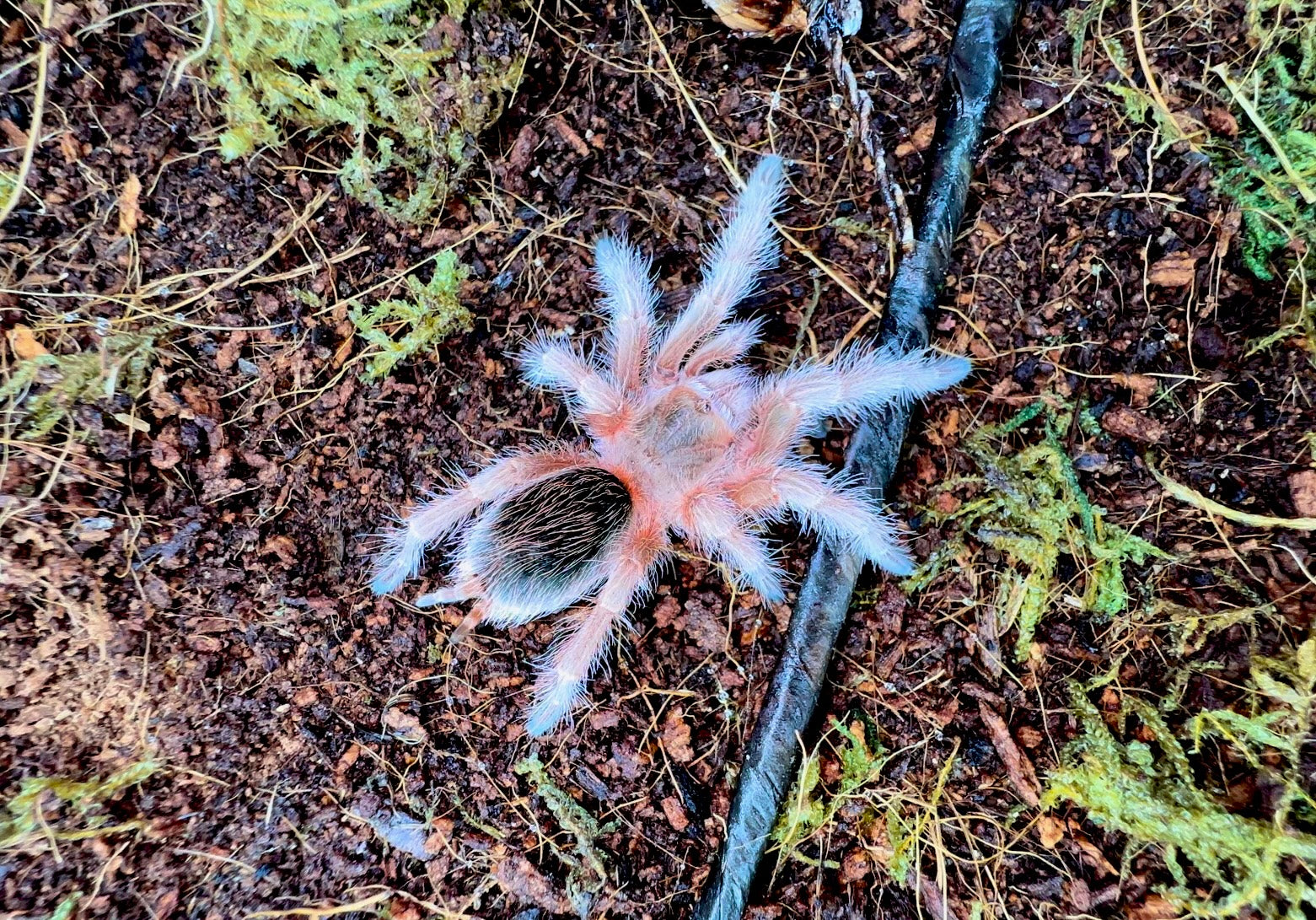 Grammostola sp. maule sling for sale 