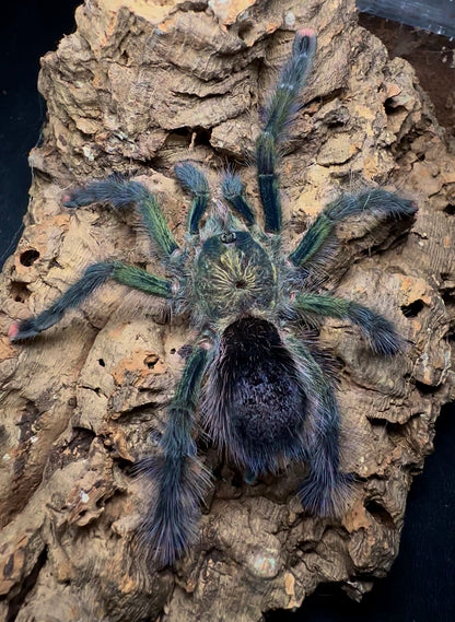 Avicularia Ulrichea - Green Dream Pink Toe - Adult Female