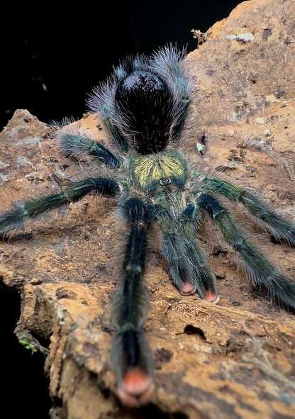 Avicularia Ulrichea - Green Dream Pink Toe - Adult Female
