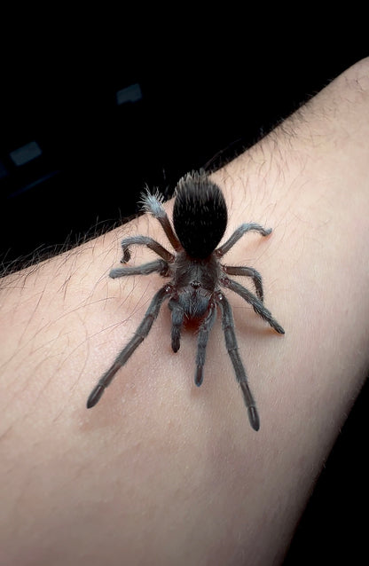 Grammostola pulchra - Brazilian Black - Adult Female For Sale