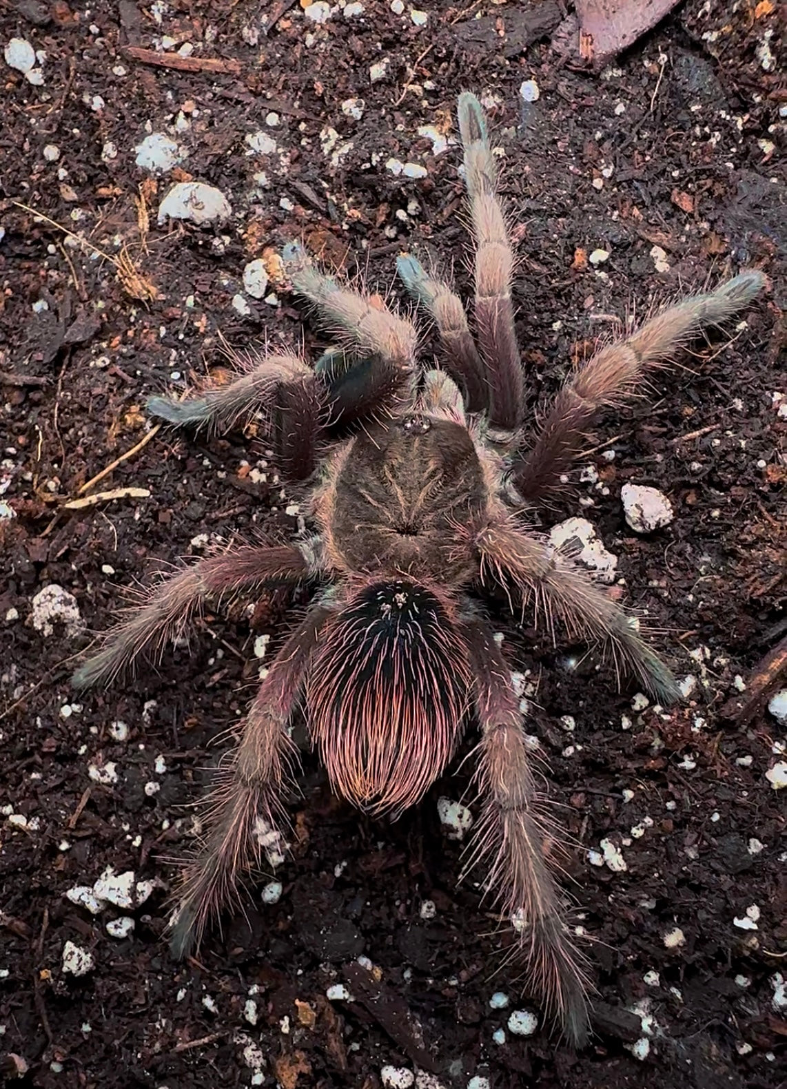 Pamphobeteus Insignis (Columbia) Female tarantula 