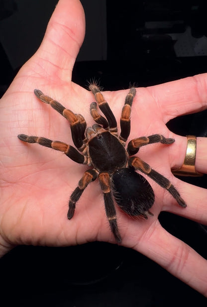 Costa Rican Giant Red Leg Tarantula on hand 