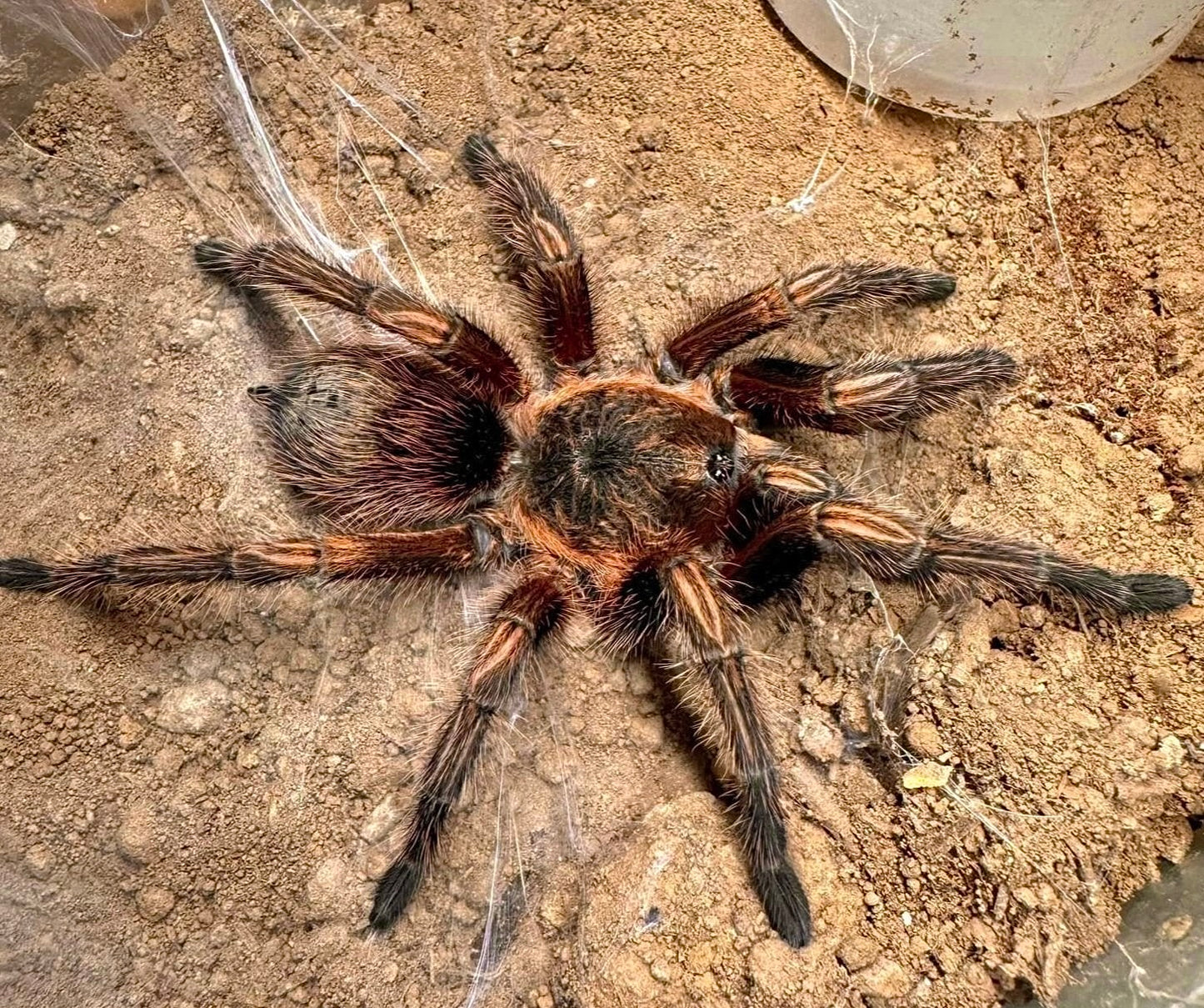 Theraphosinae sp. subaureum - Peruvian Ember Heart - Rare Species For Sale