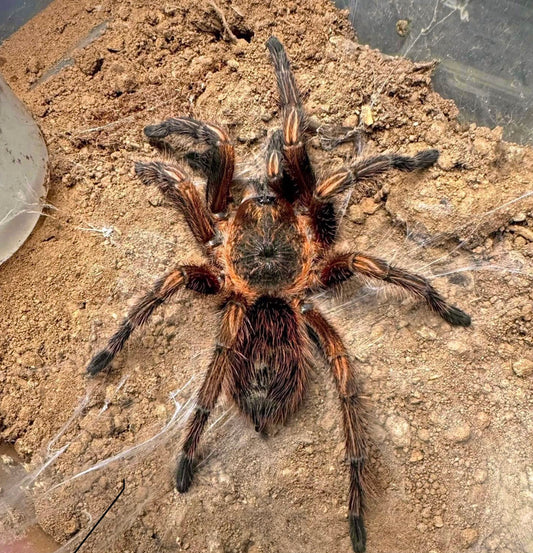 Theraphosinae sp. subaureum - Peruvian Ember Heart - Rare Species For Sale
