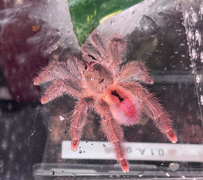 Iridopelma sp. Rosa - Ruby Bloom Pink Toe - For Sale